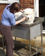 Dog Washing Trough